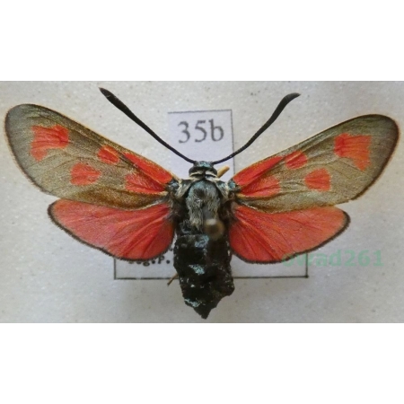 Zygaena loti achilleae Esper, 1780 Kraśnik rogalik Czech35b